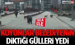 Koyunlar Belediyenin Diktiği Gülleri Yedi