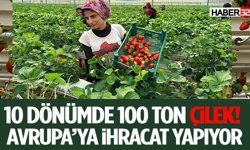 10 Dönümde 100 Ton Çilek! Avrupa’ya İhracat Yapıyor