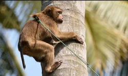 Uganda maymun iç savaşında kaç maymun öldü? Maymun iç savaşı olayı nedir?