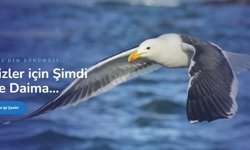 Makale Çeviri - Çeviri