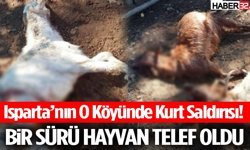 Isparta’nın O Köyünde Kurt Saldırısı! Hayvanlar Telef Oldu