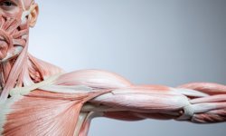 Tendon Yaralanmaları ve Tedavi Yöntemleri