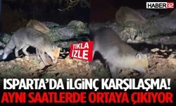 Isparta’da İlginç Karşılaşma! Aynı Saatlerde Ortaya Çıkıyor