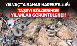 Taşevi Bölgesinde Yılanlar Görüntülendi!