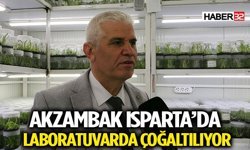 Doğadan Koparmak Yasak! Akzambak Isparta’da Laboratuvarda Çoğaltılıyor