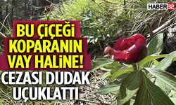 Bu Çiçeği Koparanın Vay Haline Cezası Dudak Uçuklattı!