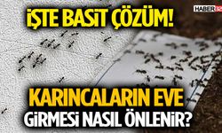Karıncaların Eve Girmesi Nasıl Önlenir? İşte Basit Çözüm
