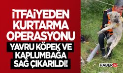 Yavru Köpek ve Kaplumbağa Sağ Çıkarıldı!