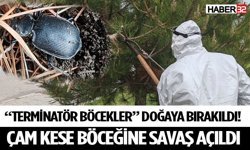 “Terminatör Böcekler” Doğaya Bırakıldı! Çam Kese Böceğine Savaş Açıldı