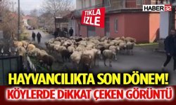 Hayvancılıkta Son Dönem! Köylerde Dikkat Çeken Görüntü