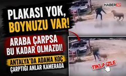 Araba Çarpsa Bu Kadar Olmazdı! - Plakası Yok, Boynuzu Var!