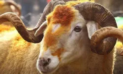 Kurban keserken nasıl niyet edilir? Kurban keserken hangi dua okunur?