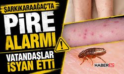 Şarkikaraağaç’ta Pire Alarmı - Vatandaşlar İsyan Etti