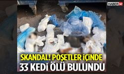 Skandal! Poşetler İçinde 33 Kedi Ölü Bulundu