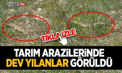 Tarım Arazilerinde Dev Yılanlar Görüldü
