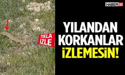 Kıvrıla Kıvrıla İçeri Girdi!