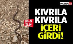 Kıvrıla Kıvrıla İçeri Girdi!