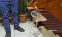 Evine giren yılanı 'Evime gelme bak, kafanı ezerim' diyerek doğaya bıraktı