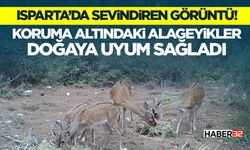 Koruma Altındaki Alageyikler Doğaya Uyum Sağladı
