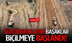 Sütçüler'de Altın Başaklar Biçilmeye Başlandı!