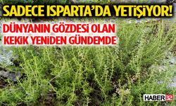 Sadece Isparta’da Yetişiyor! Dünyanın Gözdesi Olan Kekik Yeniden Gündemde