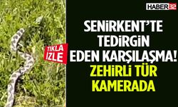Senirkent’te Tedirgin Eden Karşılaşma! Zehirli Tür Kamerada