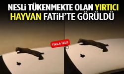 Nesli Tükenmekte Olan Yırtıcı Hayvan Fatih’te Görüldü