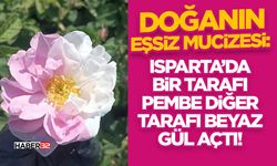 Isparta’da Bir Tarafı Pembe Diğer Tarafı Beyaz Gül Açtı!