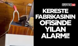 Kereste Fabrikasının Ofisinde Yılan Alarmı!
