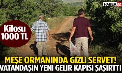 Meşe Ormanında Gizli Servet! Vatandaşın Yeni Gelir Kapısı Şaşırttı