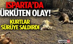 Isparta’da Ürküten Olay! Kurtlar Sürüye Saldırdı