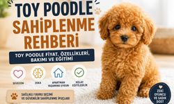 Toy Poodle Sahiplenme Rehberi: Toy Poodle Özellikleri, Toy Poodle Fiyat ve Bakımı