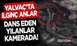 Yalvaç’ta İlginç Anlar: Dans Eden Yılanlar Kamerada!