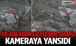 Yılanların Çiftleşme Dansı Kameraya Yansıdı