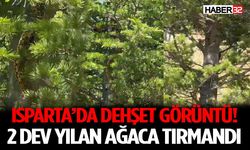Isparta’da Dehşet Görüntü! 2 Dev Yılan Ağaca Tırmandı