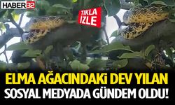 Sosyal Medyada Gündem Oldu! Elma Ağacındaki Dev Yılan