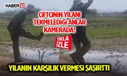 Çiftçinin Yılanı Tekmelediği Anlar Kamerada! Yılanın Karşılık Vermesi Şaşırttı