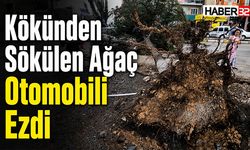 Kökünden Sökülen Ağaç Otomobili Ezdi