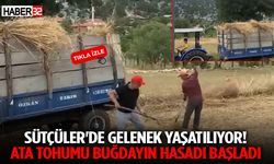 Sütçüler'de Gelenek Yaşatılıyor! Ata Tohumu Buğdayın Hasadı Başladı