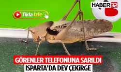 Görenler Telefonuna Sarıldı: Isparta’da Dev Çekirge