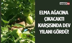 Elma Ağacına Çıkacaktı, Karşısında Dev Yılanı Gördü!