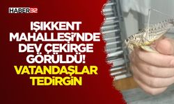 Işıkkent Mahallesi'nde Dev Çekirge Görüldü!
