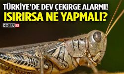 Türkiye'de Dev Çekirge Alarmı! Isırırsa Ne Yapmalı?