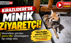 Kirazlıdere’ye Gelen Yavru Tilki İlgi Odağı Oldu!