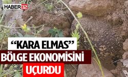 “Kara Elmas” Bölge Ekonomisini Uçurdu