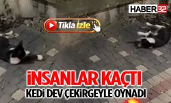 İnsanlar Kaçtı, Kedi Dev Çekirgeyle Oynadı