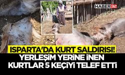 Yerleşim Yerine İnen Kurtlar 5 Keçiyi Telef Etti