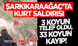 Kurt Saldırısı- 3 Koyun Telef Oldu, 33 Koyun Kayıp!