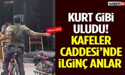 Kurt Gibi Uludu! Kafeler Caddesi’nde İlginç Anlar
