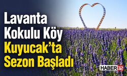 Lavanta Kokulu Köy Kuyucak’ta Sezon Başladı